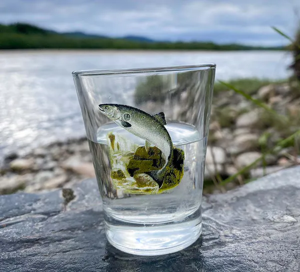 Hovedbilde Snapsglass, laks